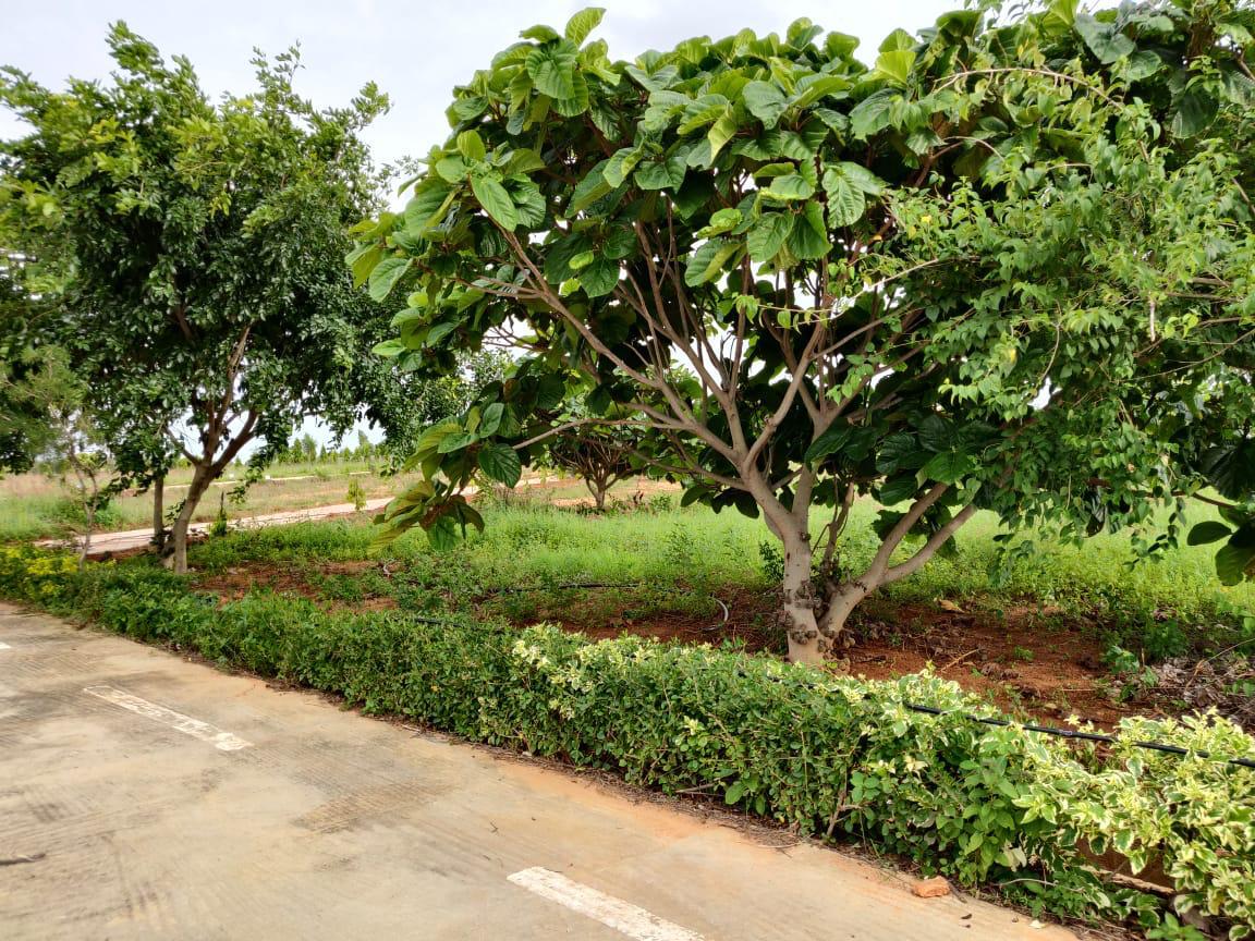 Tharakans Carmel Mantra, Malur, East Bangalore